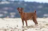 PINSCHER NAIN 015